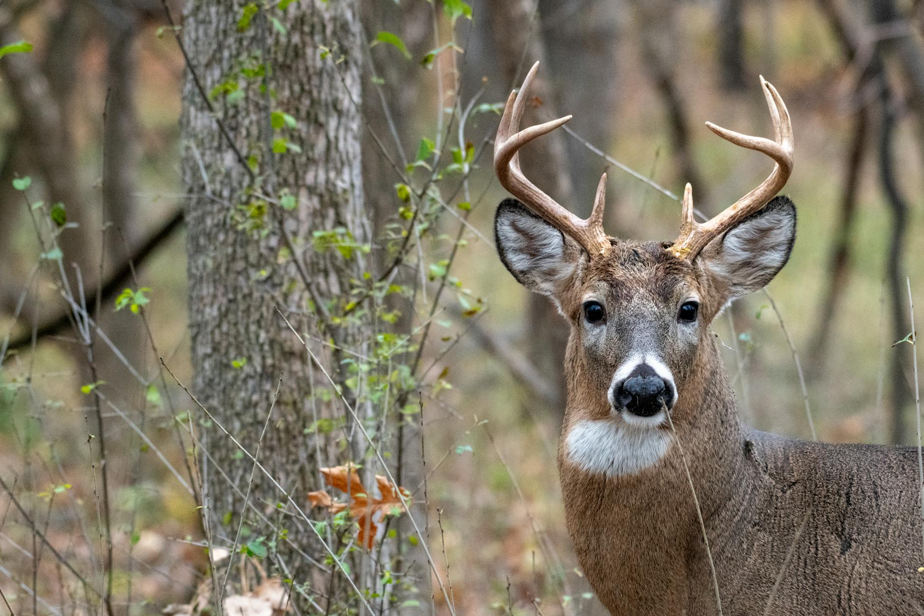 BUCK — meaning “a male deer”