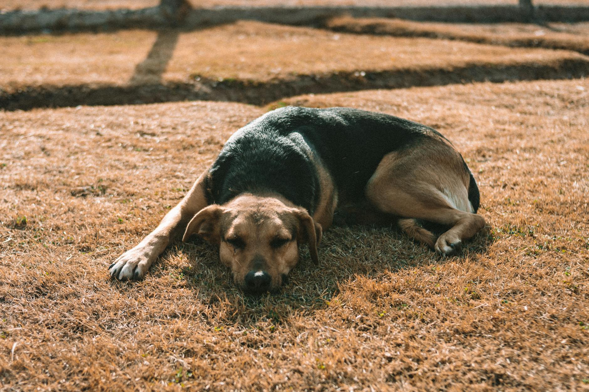 DOGS — the animals in the proverb “Let sleeping dogs lie”