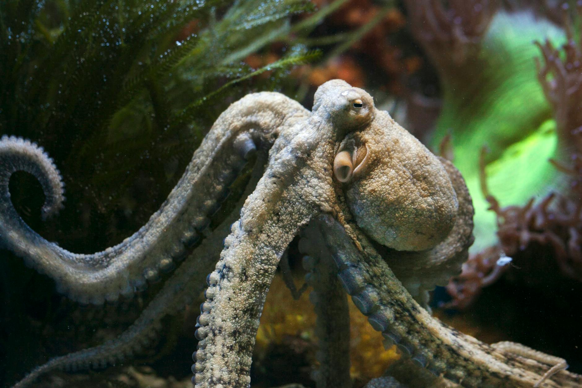 OCTOPUS meaning “as in the start of the one-word Bond movie title ‘Octopussy’” (shown with an octopus in an underwater scene).