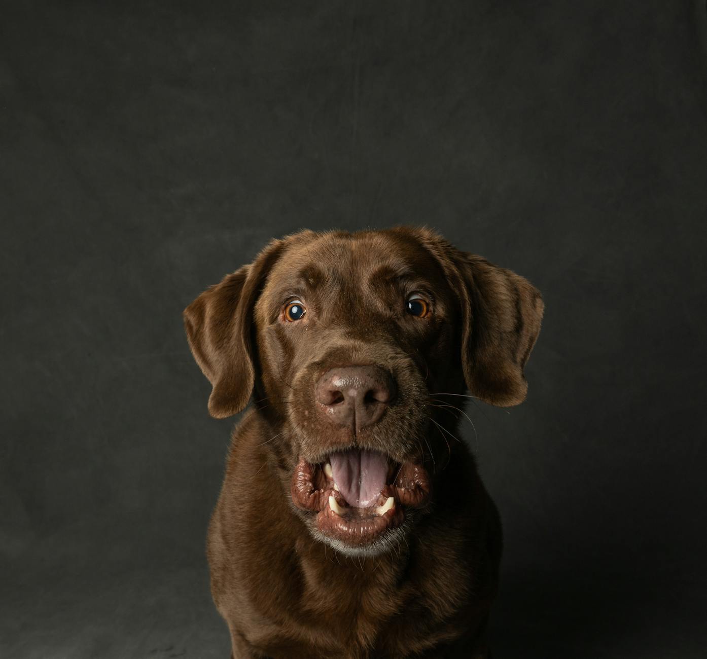 LABUBU — the word starting with “labi/lab” sounding like lab-type dog names