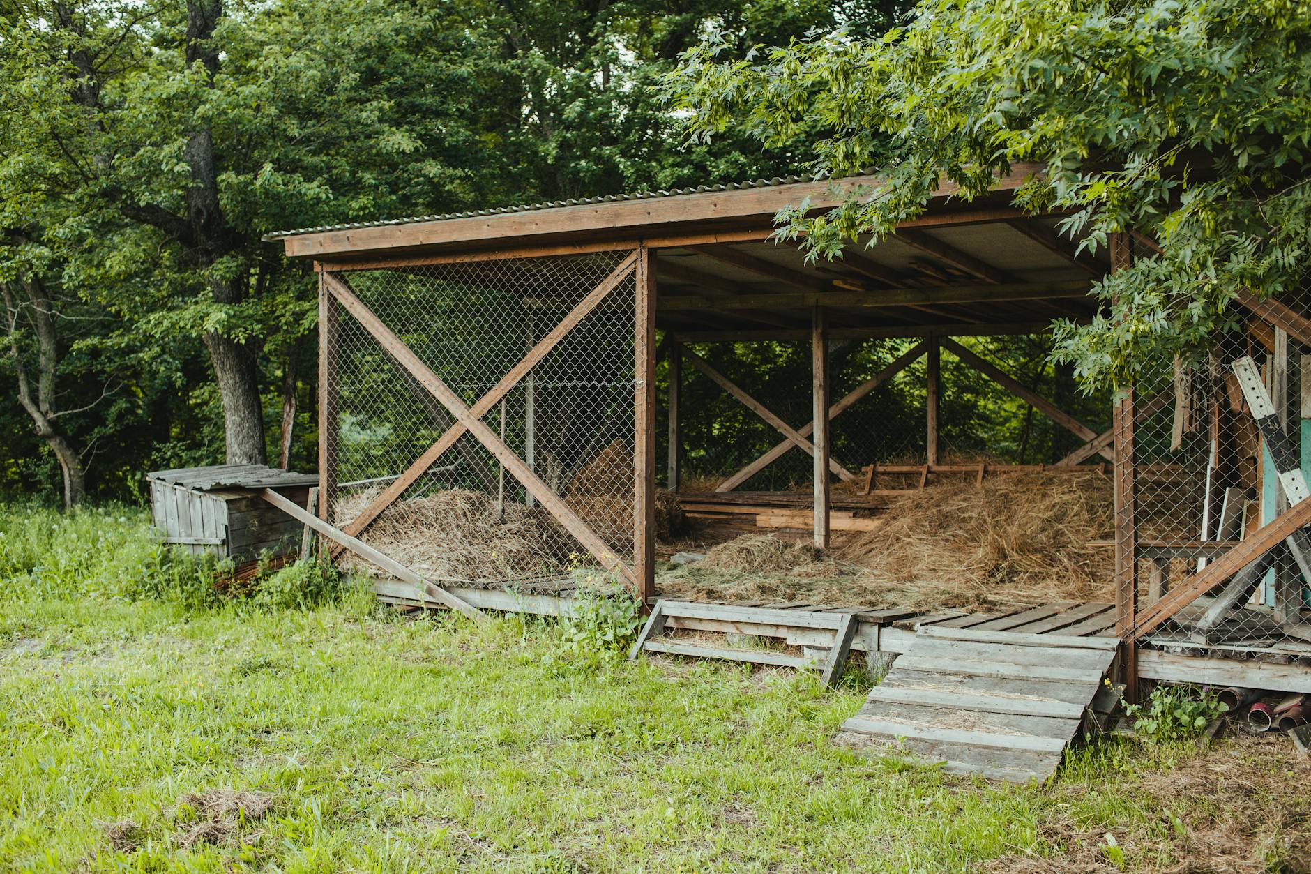 COOP — a small structure where chickens are kept