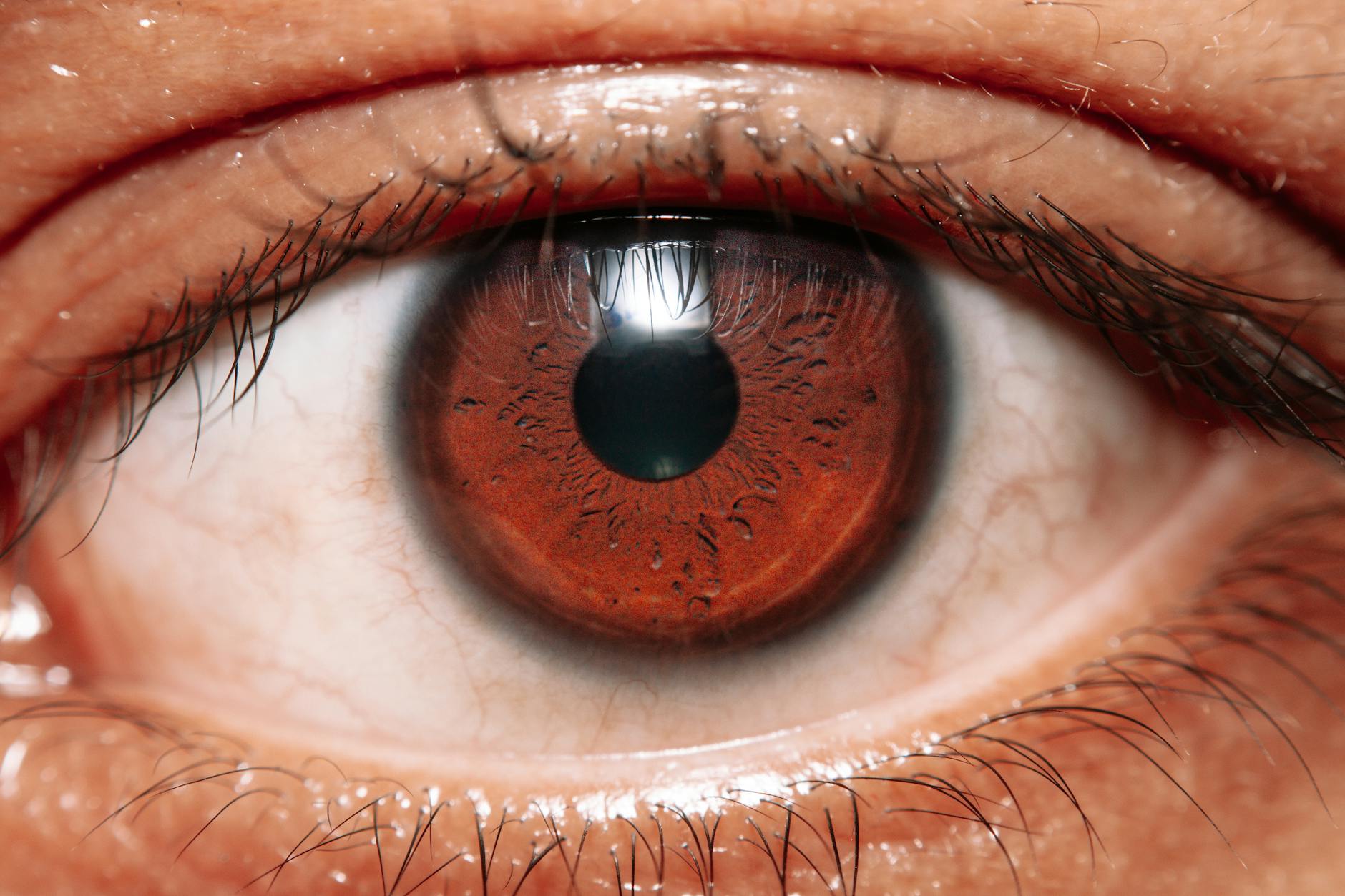 LASH: an eyelash