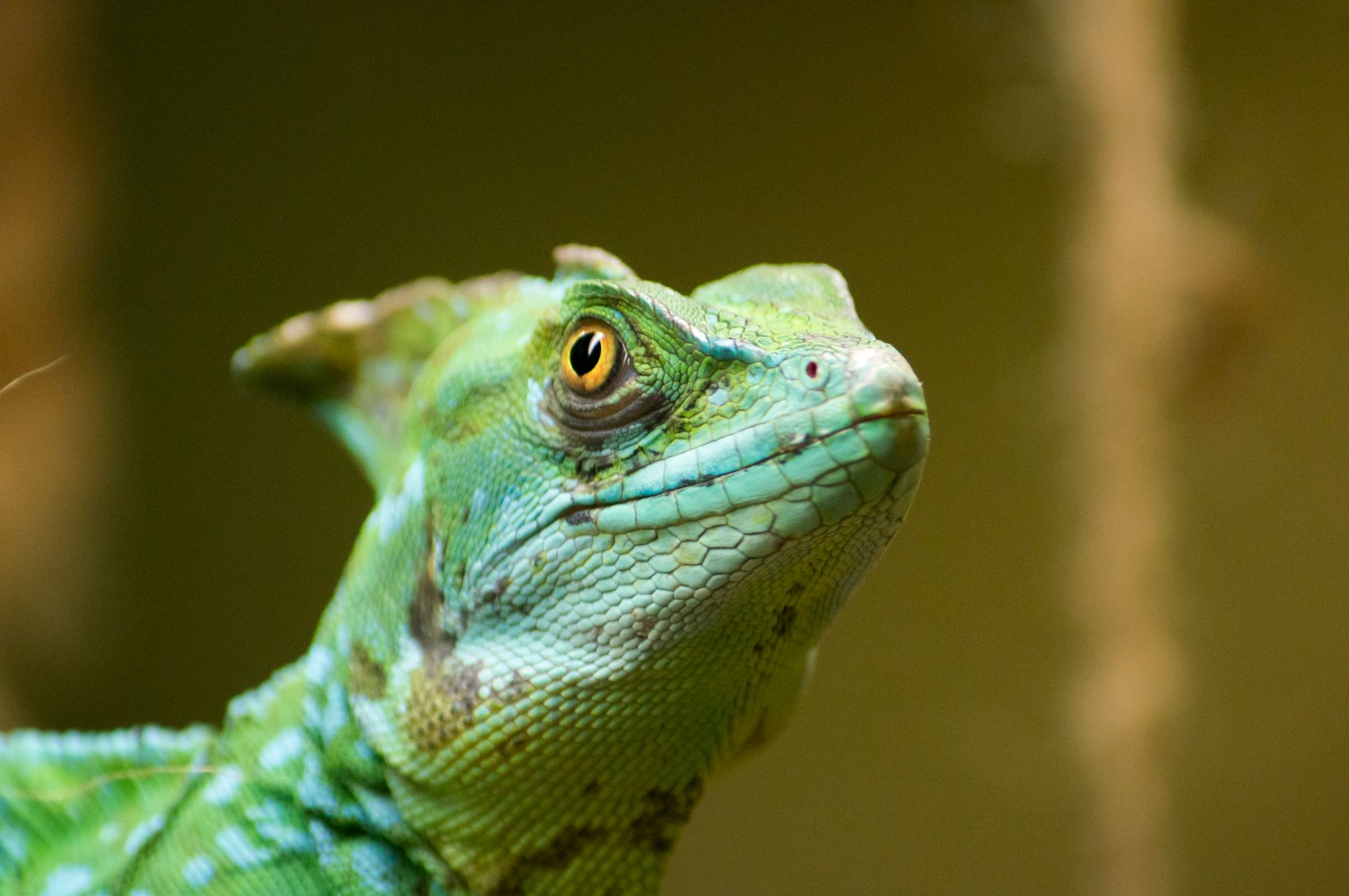 BASILISK meaning a lizard often associated with a mythical 'basilisk' name