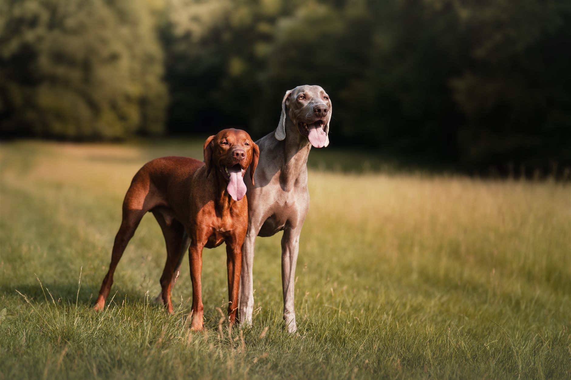 HUNTING meaning: associated with dogs used for hunting