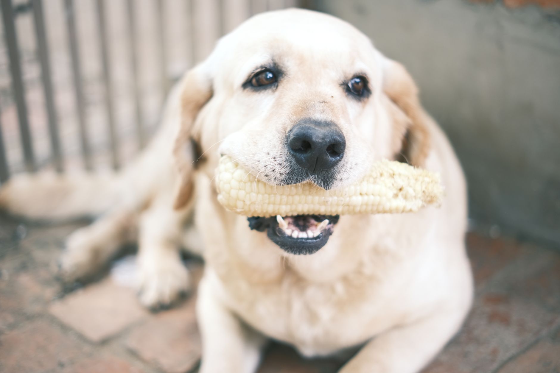 CORN meaning: corn dogs (a food item)