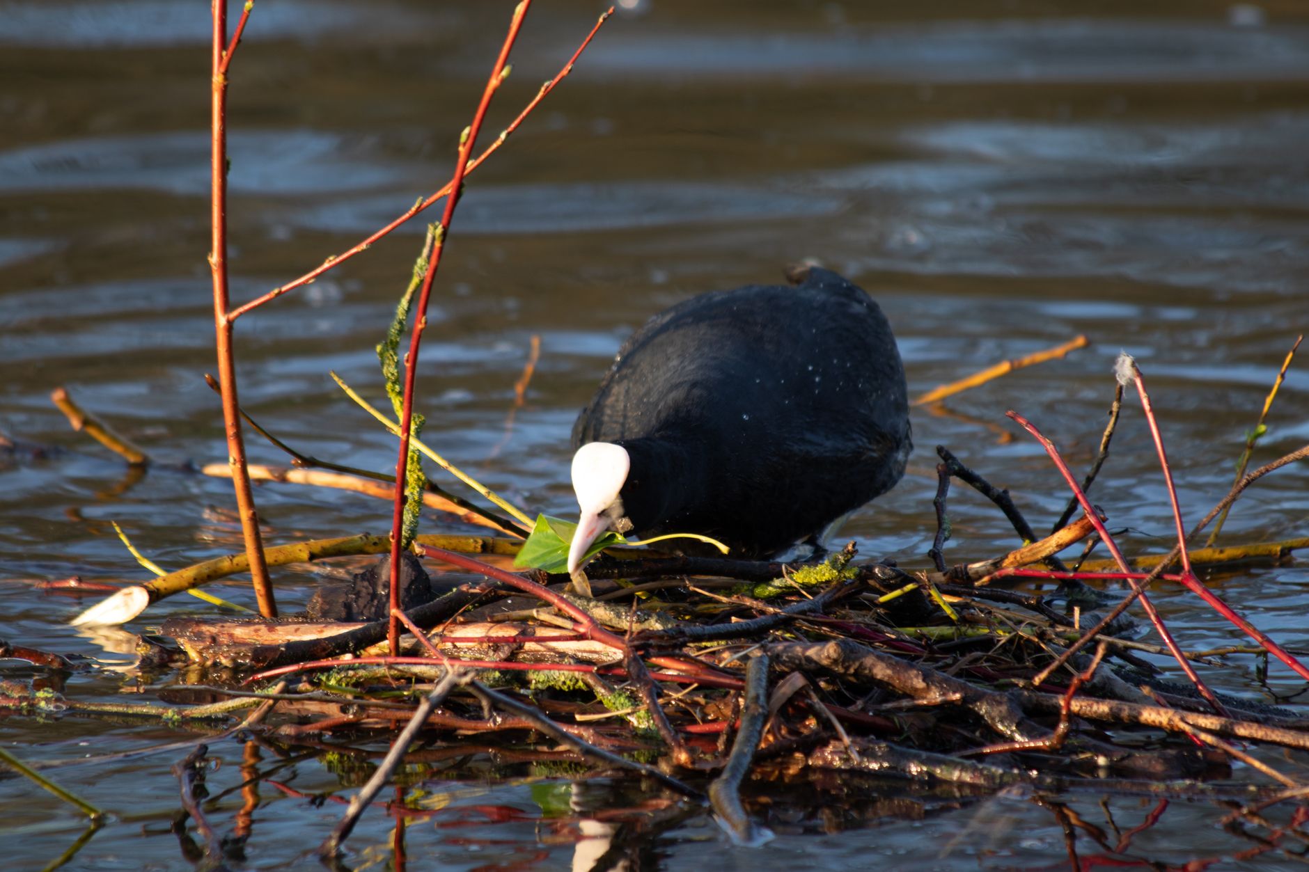 COOT — a waterbird often seen on lakes and ponds