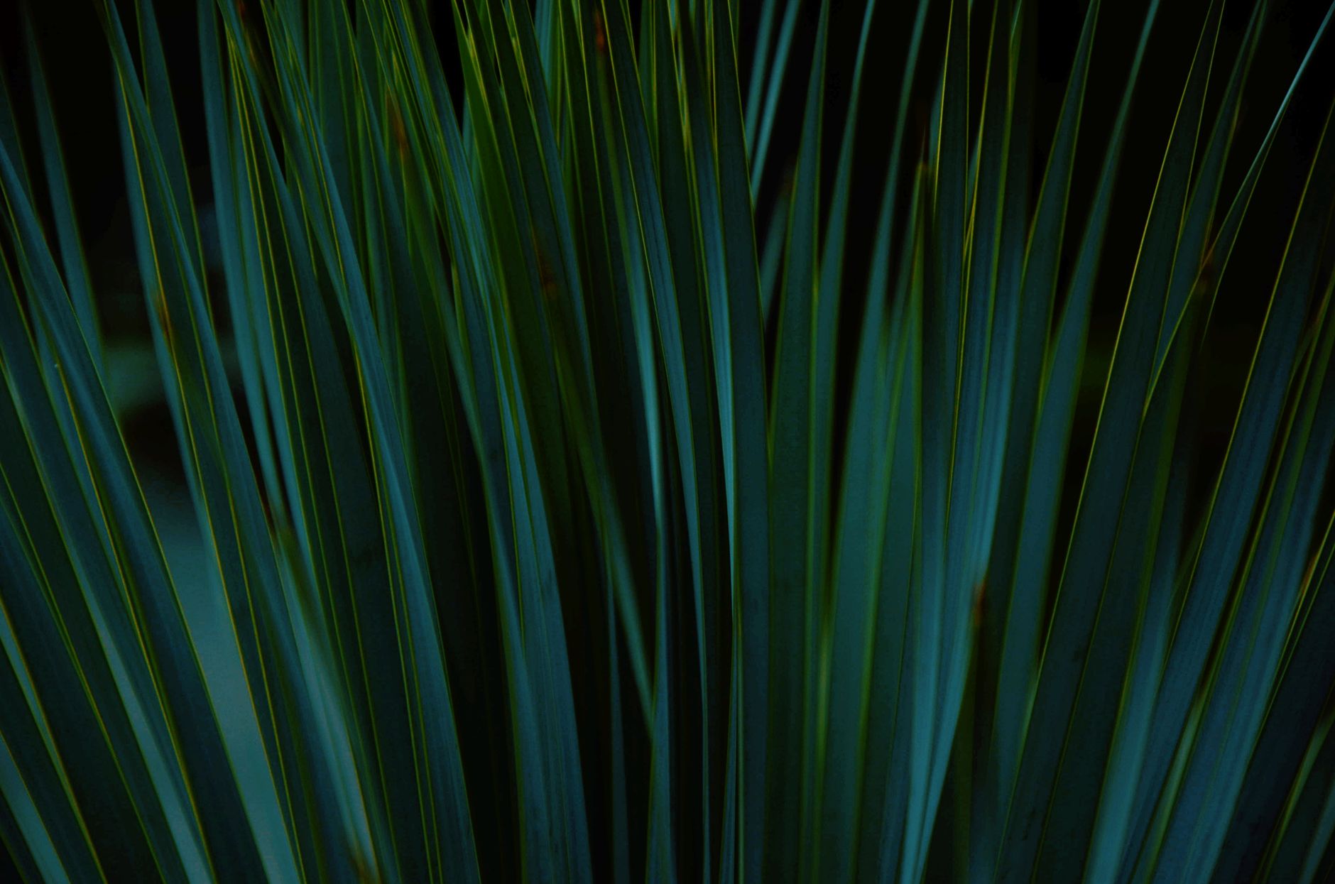 BLUE — blue grass (bluegrass)