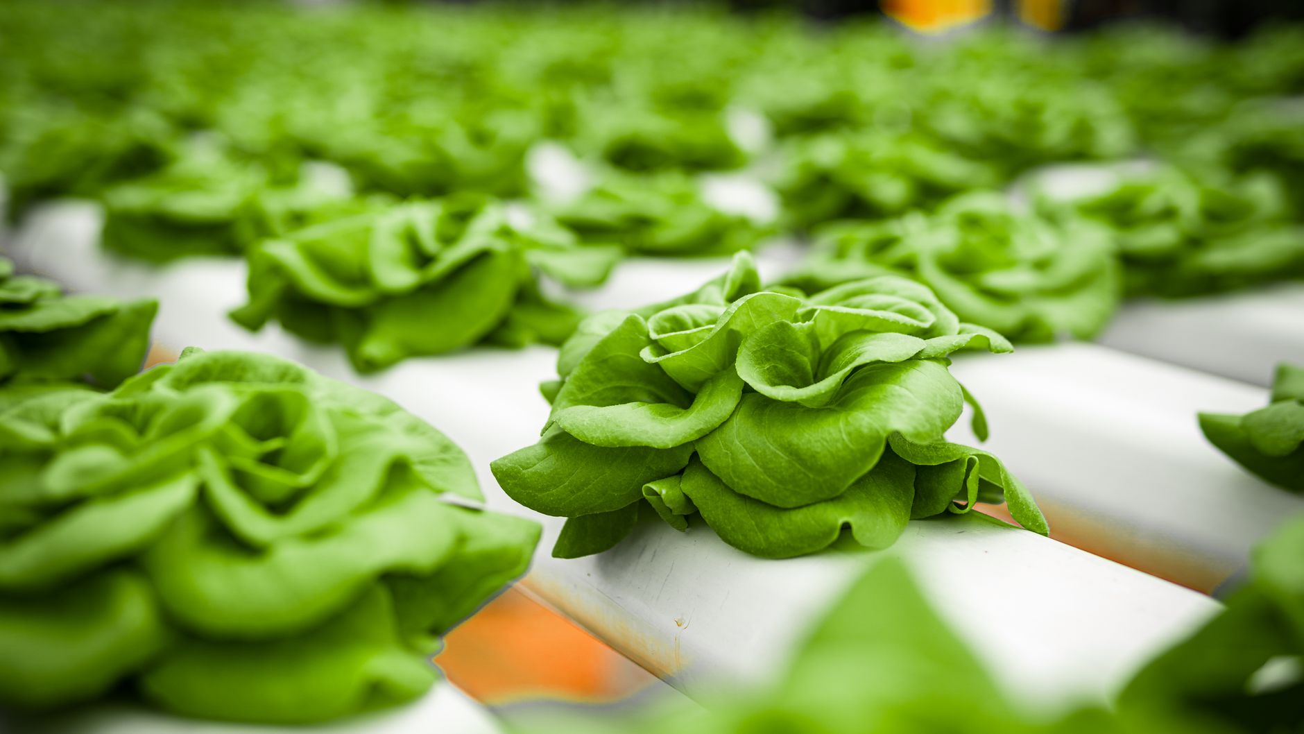 COS LETTUCE meaning a phrase starting with COS (cosine)