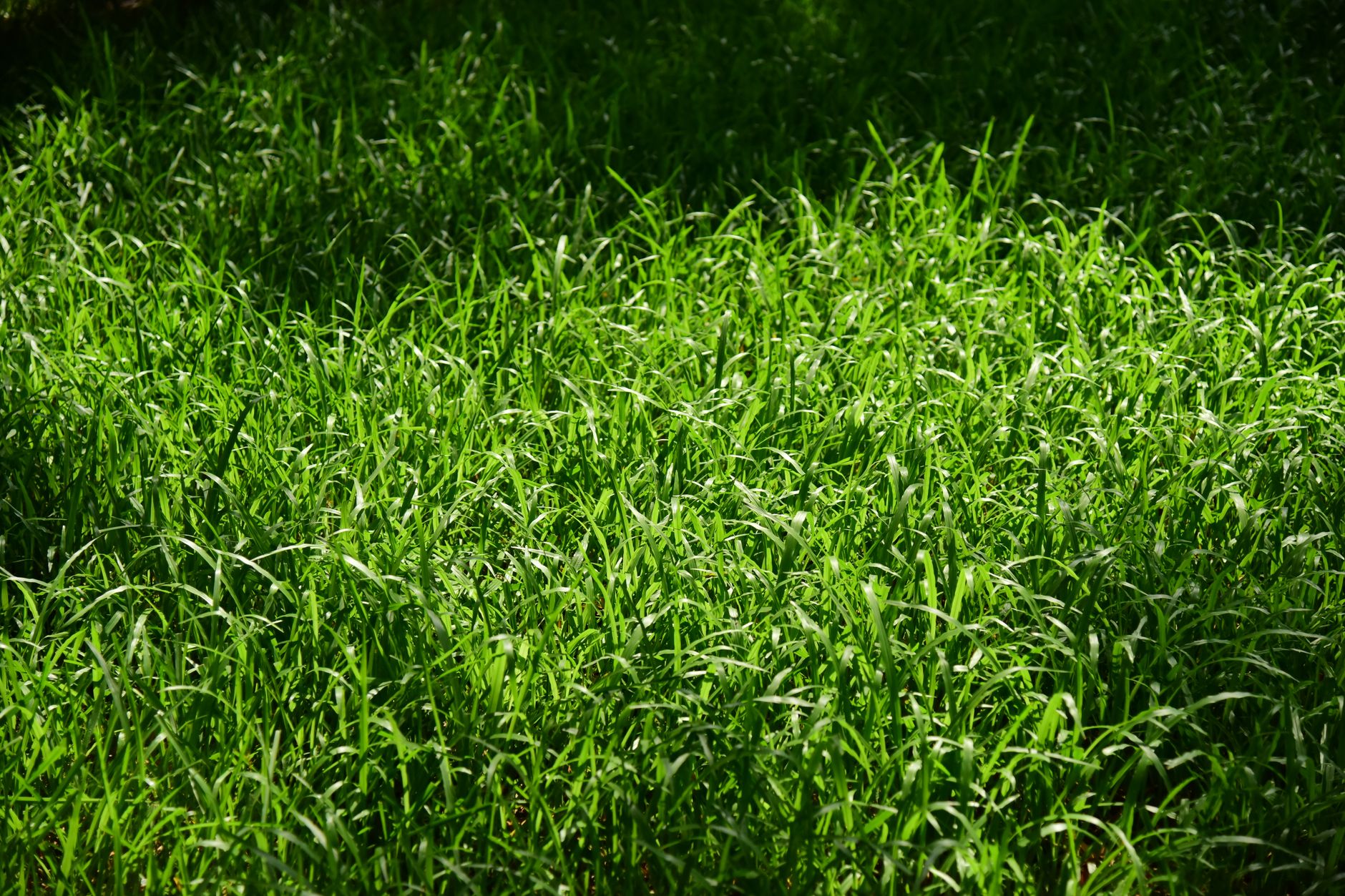 BLUEGRASS meaning Kentucky bluegrass (a grass associated with the region)