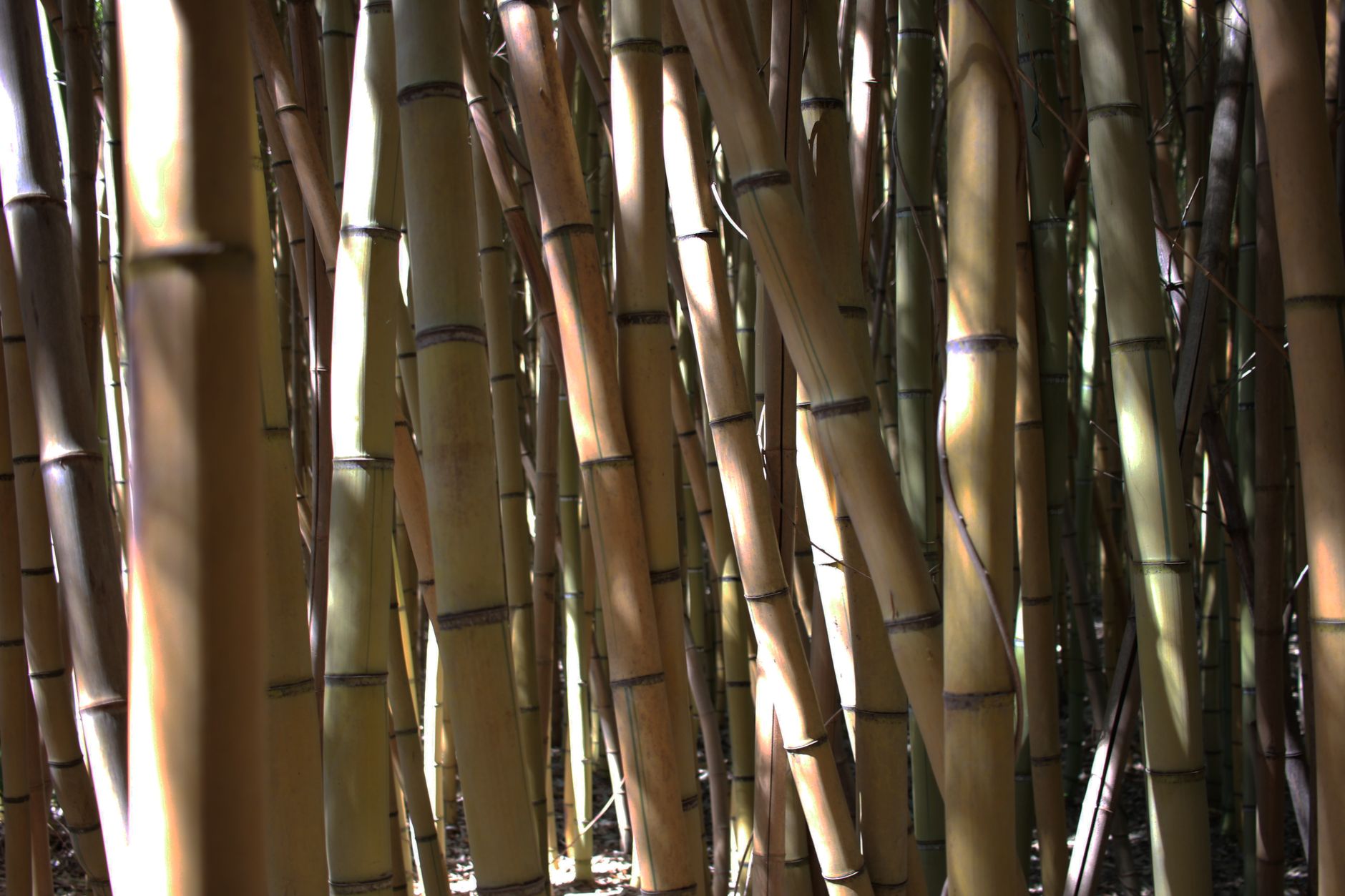 BAMBOO meaning a tall grass-like plant that grows in stalks