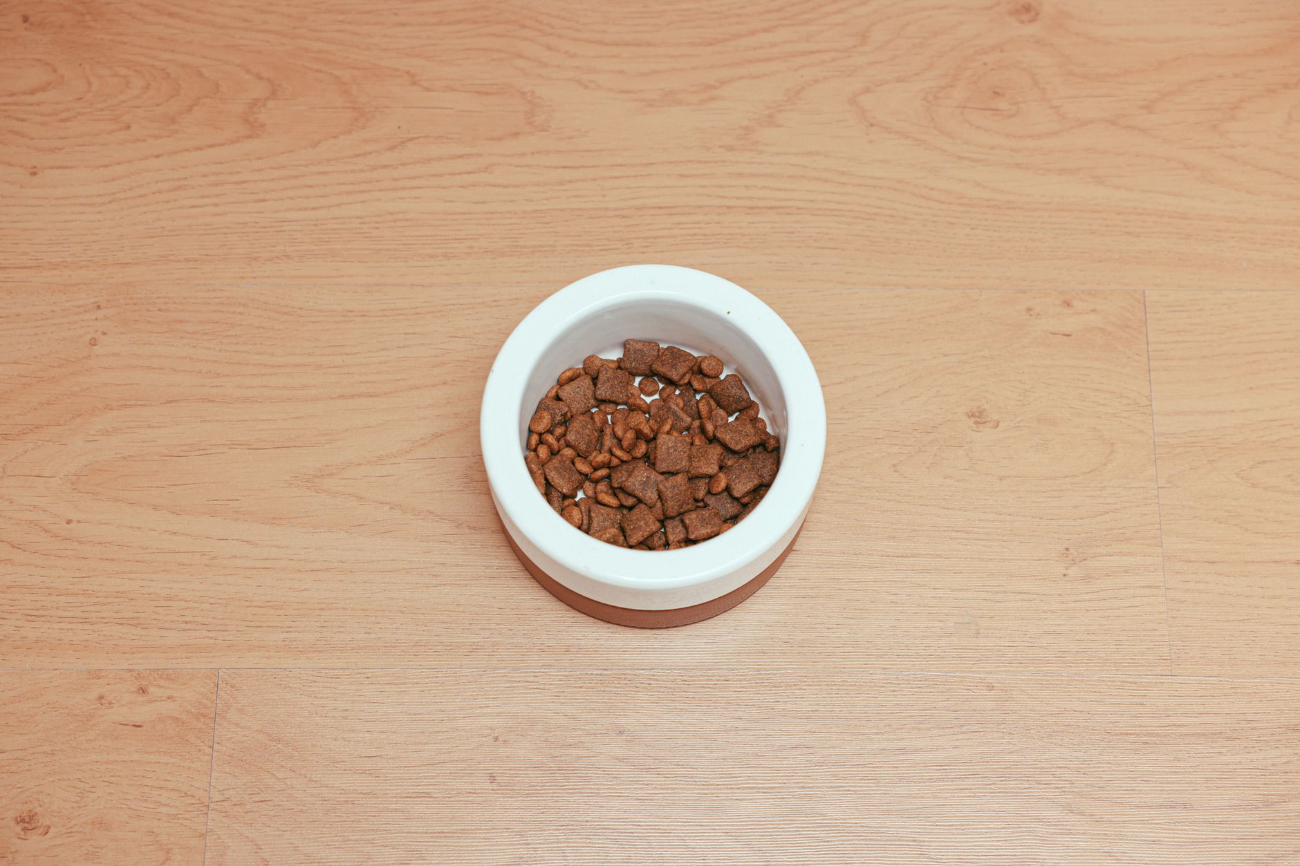 FEED — to provide food