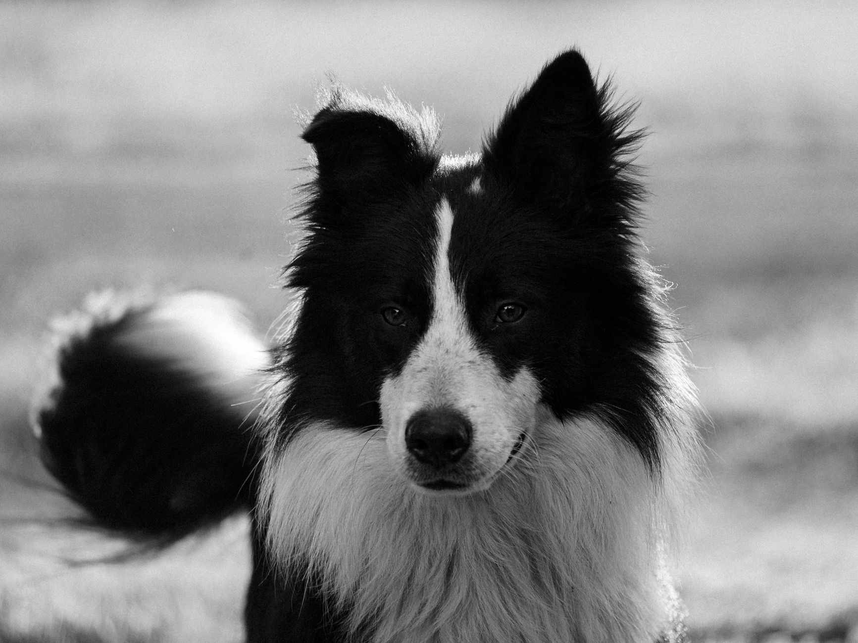 HERDING — meaning breeds that herd livestock
